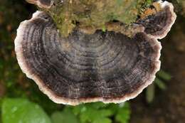 Image of Trametes