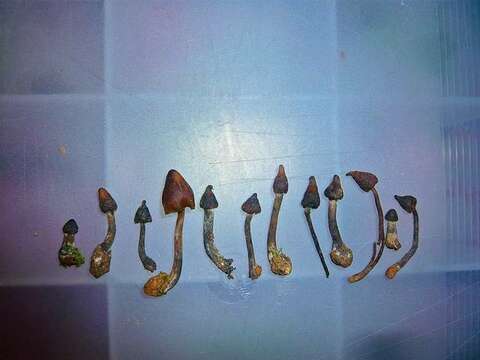 Image of <i>Psilocybe hoogshagenii</i>