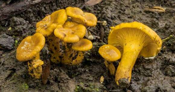 Cantharellus chicagoensis Leacock, J. Riddell, Rui Zhang & G. M. Muell. 2016 resmi