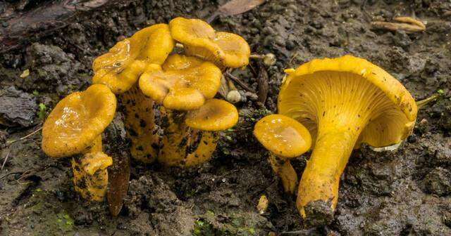 Image of Cantharellus chicagoensis Leacock, J. Riddell, Rui Zhang & G. M. Muell. 2016