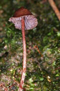 Слика од Psilocybe heimii Guzmán 1978