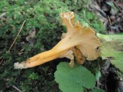 Image of Craterellus