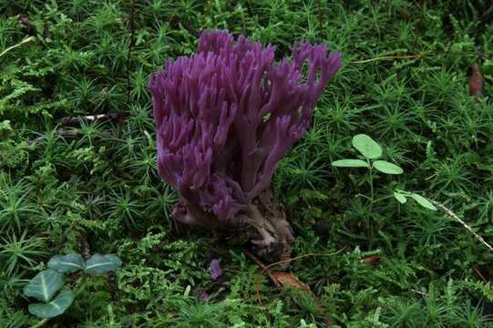 Clavaria resmi