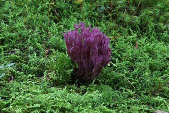 Clavaria resmi