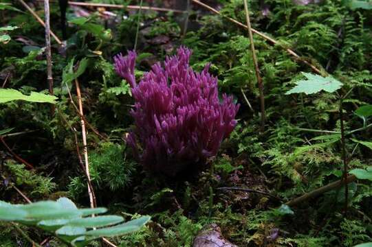 Image of Clavaria