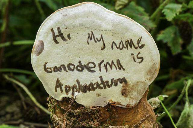 Image of Ganoderma