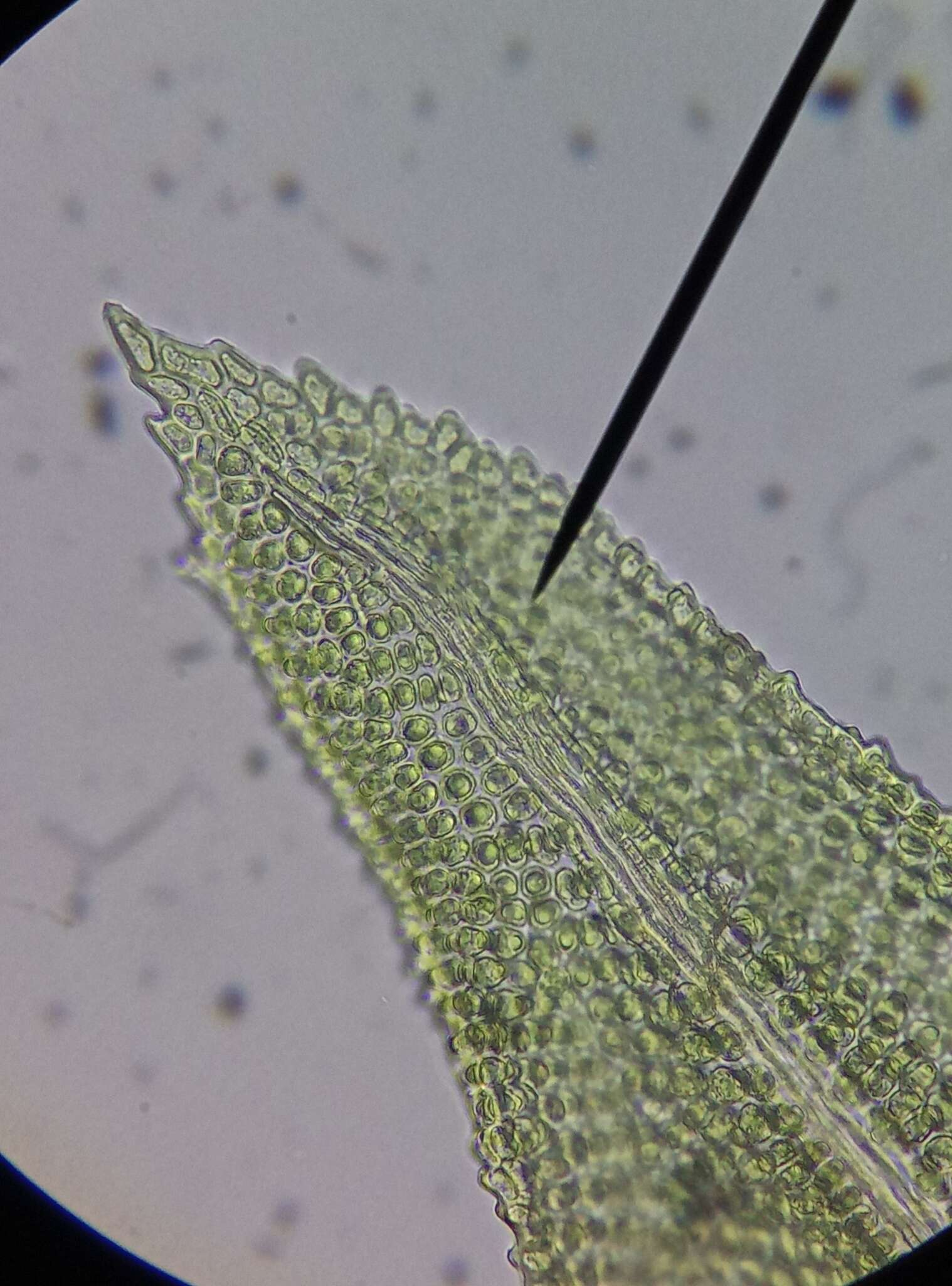 Image of aulacomnium moss