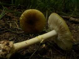 Image of Amanita