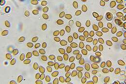 Слика од Psilocybe heimii Guzmán 1978