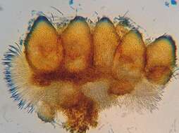 Image of Hypomyces