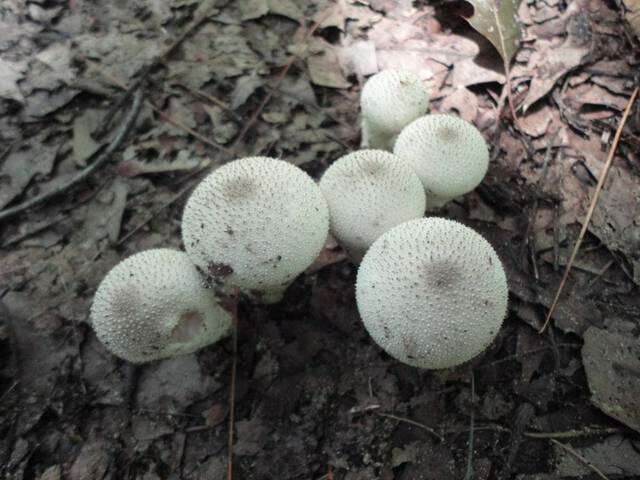 Imagem de Lycoperdon