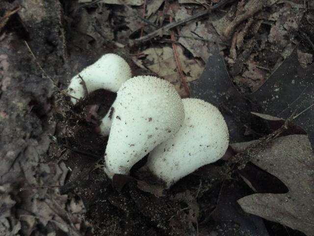 Imagem de Lycoperdon