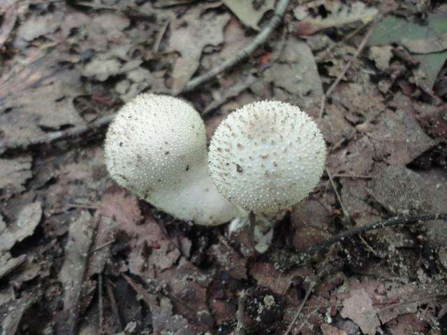 Imagem de Lycoperdon