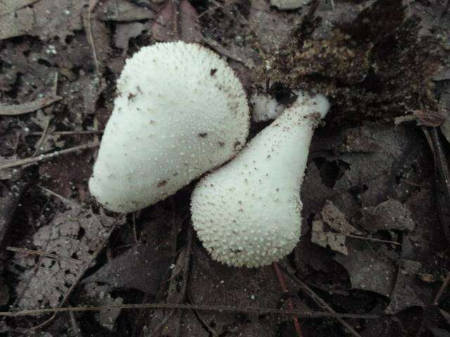 Imagem de Lycoperdon