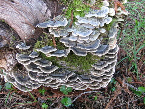 Image of Trametes