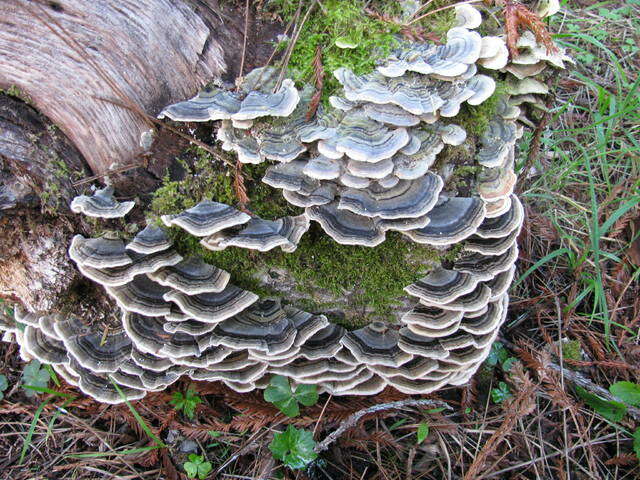 Image of Trametes