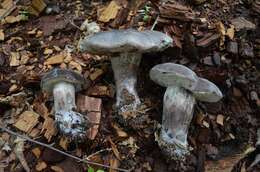 Image of Tylopilus