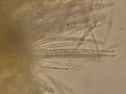 صورة Hyaloscyphaceae