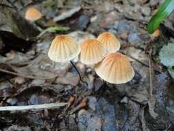 Image of <i>Marasmius siccus</i>