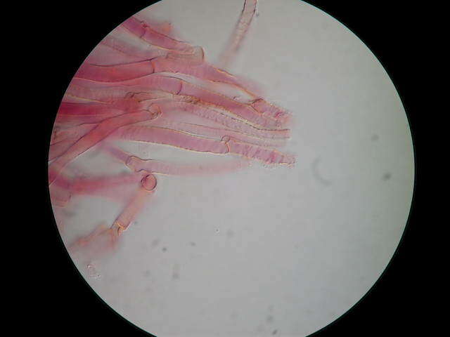 Слика од Arrhenia epichysium (Pers.) Redhead, Lutzoni, Moncalvo & Vilgalys 2002