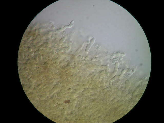 Слика од Arrhenia epichysium (Pers.) Redhead, Lutzoni, Moncalvo & Vilgalys 2002