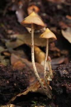 Image de Psilocybe yungensis Singer & A. H. Sm. 1958