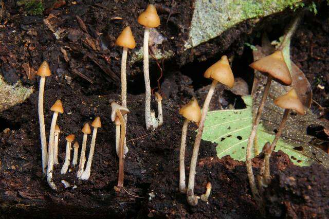 Image of Psilocybe yungensis Singer & A. H. Sm. 1958