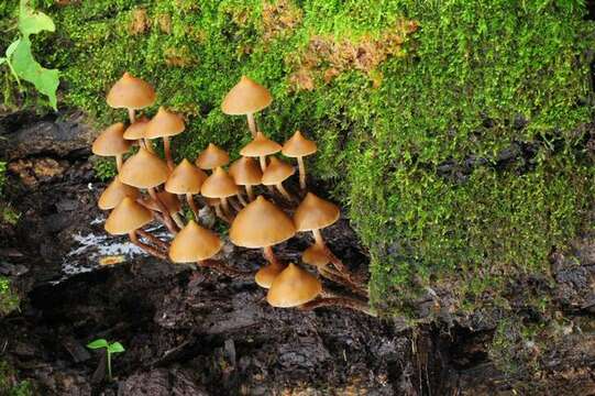 Image de Psilocybe yungensis Singer & A. H. Sm. 1958