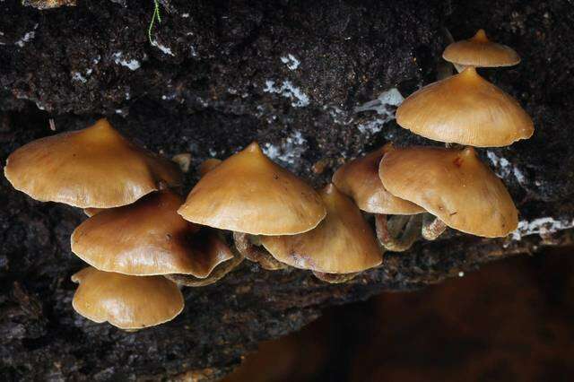 Image of Psilocybe yungensis Singer & A. H. Sm. 1958