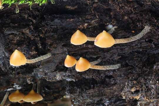 Image of Psilocybe yungensis Singer & A. H. Sm. 1958