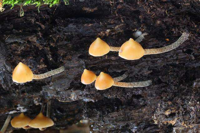 Plancia ëd Psilocybe yungensis Singer & A. H. Sm. 1958