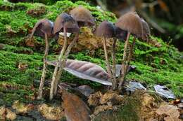 Plancia ëd Psilocybe yungensis Singer & A. H. Sm. 1958