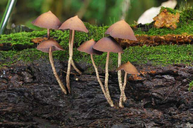 Image of Psilocybe yungensis Singer & A. H. Sm. 1958