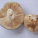 Image of <i>Russula crustosa</i>