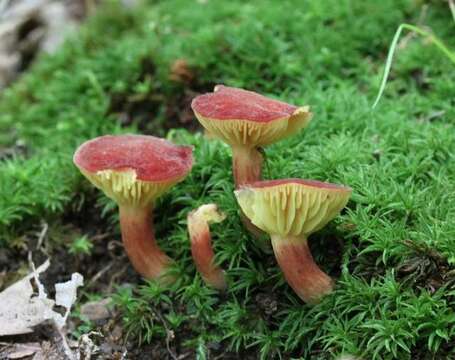 Image of Phylloporus