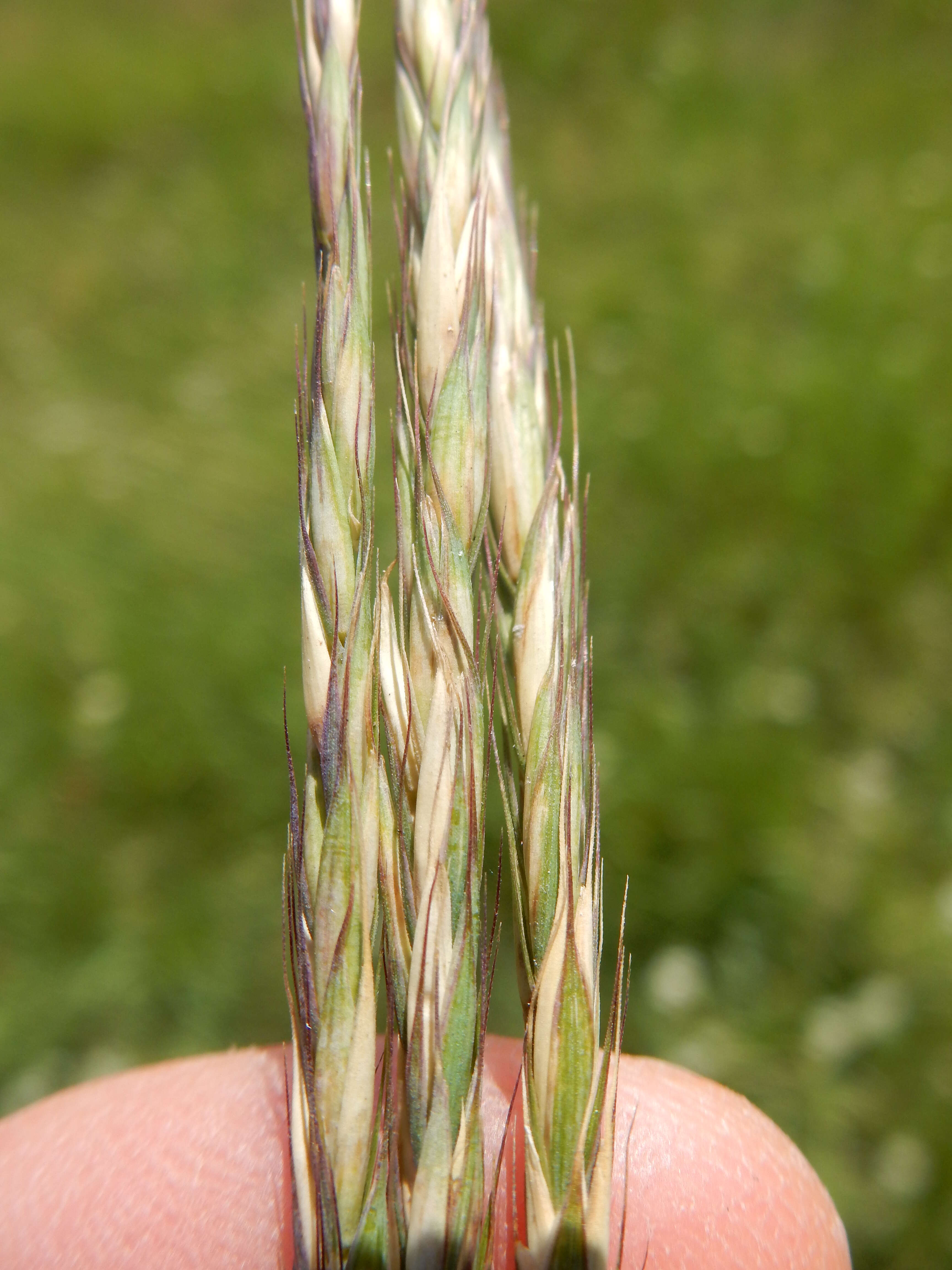 Image of Slender Wild Rye