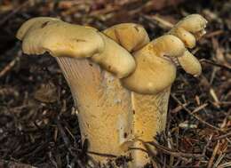 Image of Cantharellus formosus Corner 1966