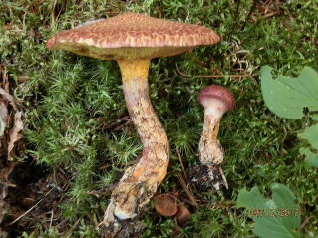 Image of Clinton’s boletus