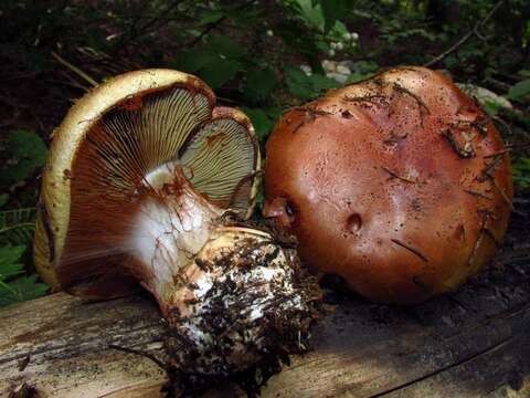 Image of Cortinariaceae