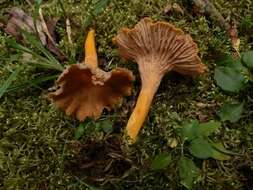 Image of Craterellus