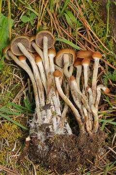 Image of Psilocybe aztecorum R. Heim 1957