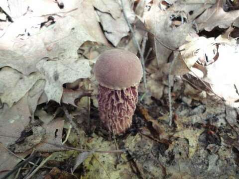 Image of Aureoboletus russellii (Frost) G. Wu & Zhu L. Yang 2016