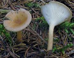 Image of Clitocybe