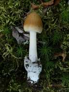 Image of Amanita sinicoflava Tulloss 1988