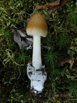 Image of Amanita sinicoflava Tulloss 1988