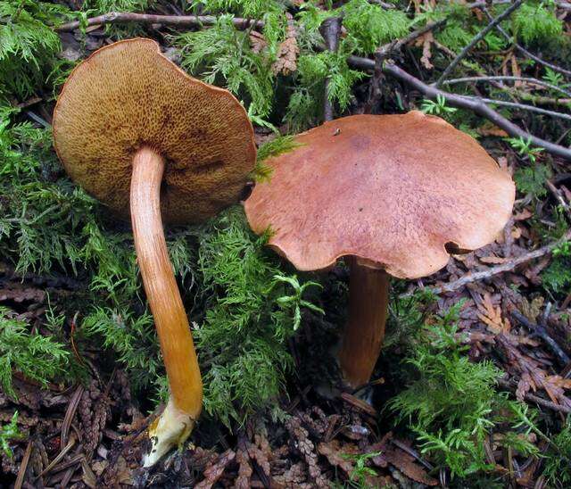 Image of Chalciporus