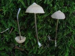 Image of Entoloma alboumbonatum Hesler 1967