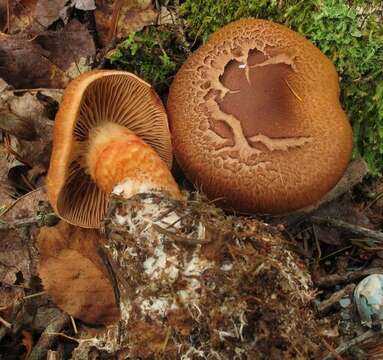 Image of Cortinarius armillatus (Fr.) Fr. 1838