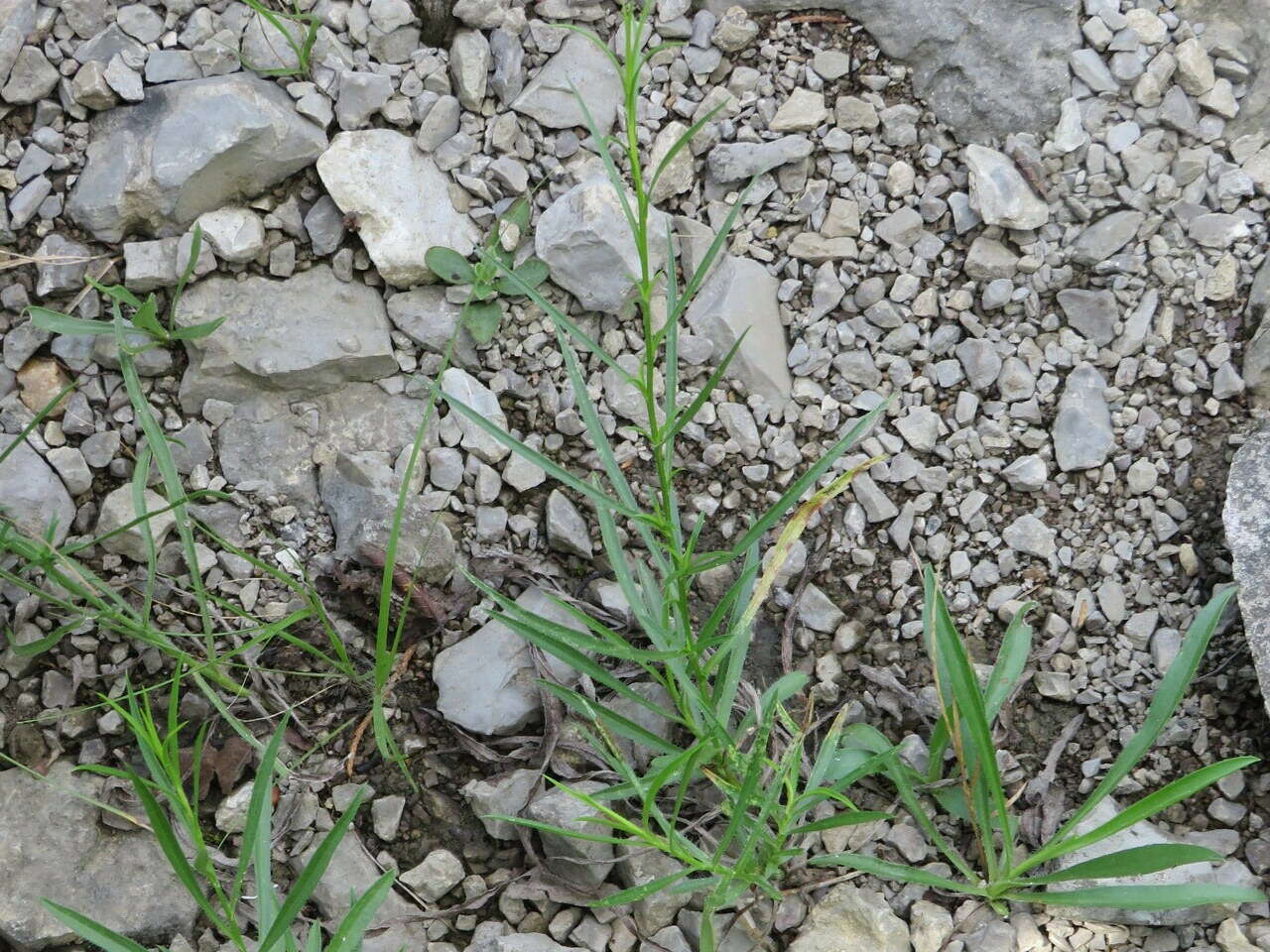 Image of Symphyotrichum kentuckiense