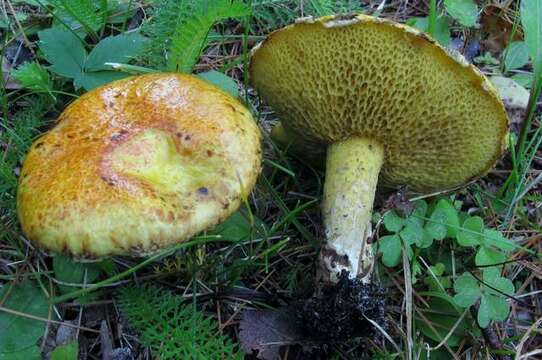 صورة Suillus americanus (Peck) Snell 1944